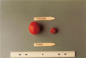 Click for 1 image(s) for this accession. FRUIT
